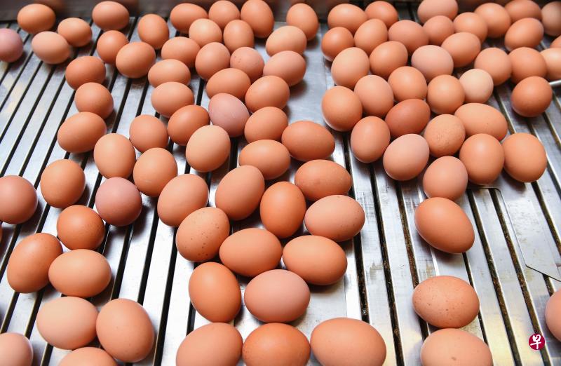 “毒鸡蛋”6月初首先在比利时发现。(法新社) “毒鸡蛋”6月初首先在比利时发现。(法新社)