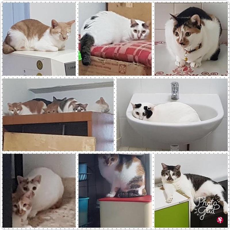 老夫妇对猫咪疼爱有加,把它们养得白白胖胖,非常整洁健康。(取自面簿) 老夫妇对猫咪疼爱有加,把它们养得白白胖胖,非常整洁健康。(取自面簿)