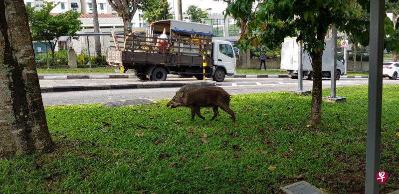 武吉知马山景道发生罕见意外,一头野猪疑从丛林出来觅食时,不知何故在人行道袭击一名男子,把他的腿部咬伤。野猪伤人后冲出马路,结果被巴士撞死。这起事件发生在山景道金桃园公寓外的走道上,受伤男子被送院治疗。(图\读者提供) 武吉知马山景道发生罕见意外,一头野猪疑从丛林出来觅食时,不知何故在人行道袭击一名男子,把他的腿部咬伤。野猪伤人后冲出马路,结果被巴士撞死。这起事件发生在山景道金桃园公寓外的走道上,受伤男子被送院治疗。(图\读者提供)