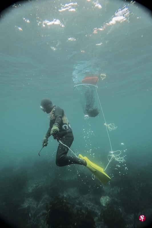 “海女”水下作业,无需借助任何呼吸装置。(受访者提供) “海女”水下作业,无需借助任何呼吸装置。(受访者提供)