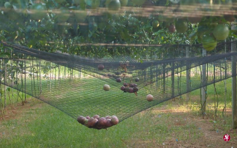 藤蔓下铺设大型吊网,百香果成熟时掉落在网上,就能够避免撞击,防止变酸,水果卖相也更好。 藤蔓下铺设大型吊网,百香果成熟时掉落在网上,就能够避免撞击,防止变酸,水果卖相也更好。