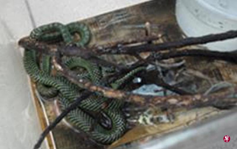 农粮兽医局从刘晋伟家中起获过树蛇、鳄龟与真鳄龟。(农粮兽医局提供) 农粮兽医局从刘晋伟家中起获过树蛇、鳄龟与真鳄龟。(农粮兽医局提供)