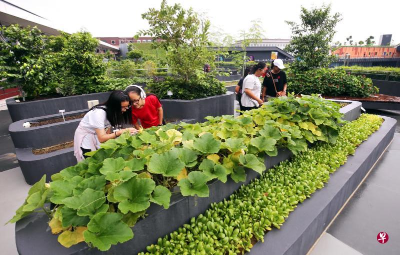 本届空中绿意奖的另一获奖项目是位于淡滨尼天地五楼的生态社区花园。这个社区花园种植了各种花果蔬菜与香料,更拥有雨水收集与灌溉系统。(萧紫薇摄) 本届空中绿意奖的另一获奖项目是位于淡滨尼天地五楼的生态社区花园。这个社区花园种植了各种花果蔬菜与香料,更拥有雨水收集与灌溉系统。(萧紫薇摄)