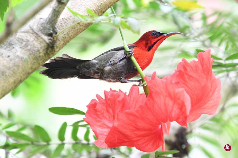 黃腰太阳鸟吸食朱槿花蜜。 黃腰太阳鸟吸食朱槿花蜜。