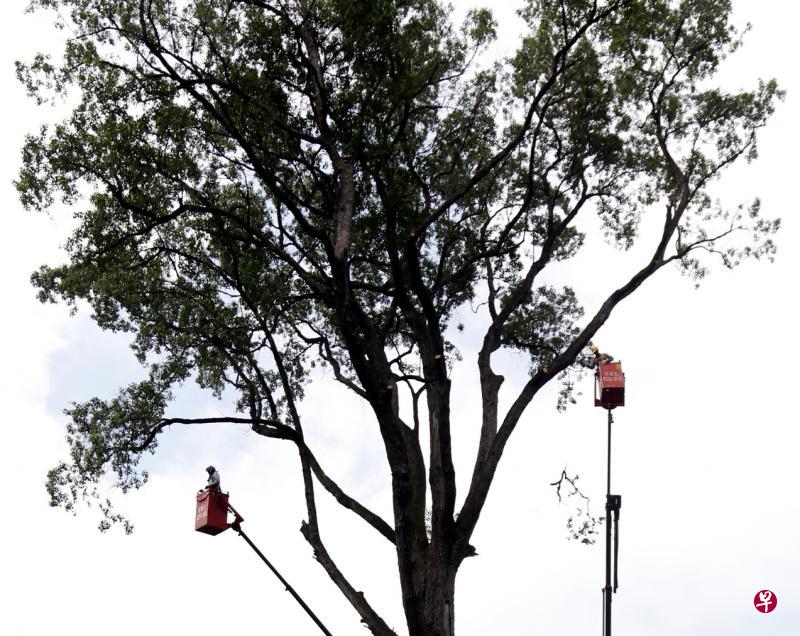 位于圣乔治教堂的受保留香灰莉木因树干有洞及树皮烧焦,工作人员前天开始进行砍伐。(陈渊庄摄) 位于圣乔治教堂的受保留香灰莉木因树干有洞及树皮烧焦,工作人员前天开始进行砍伐。(陈渊庄摄)