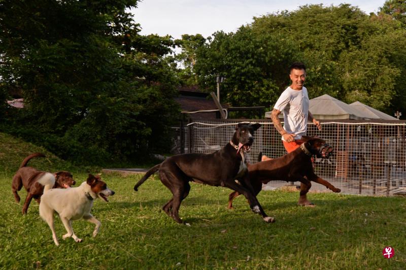 陈家兴不只收养流浪狗,也“养”人,经常将余钱捐给需要的家庭,呼朋唤友买必需品给低收入家庭。 陈家兴不只收养流浪狗,也“养”人,经常将余钱捐给需要的家庭,呼朋唤友买必需品给低收入家庭。