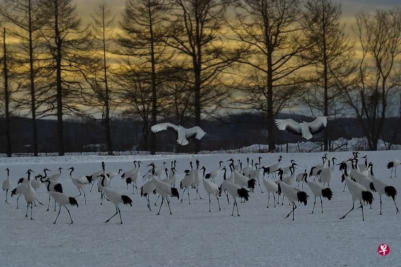 冬天树木草丛冰雪覆盖,丹顶鹤觅食不易。北海道东部的农家在农场雪地上撒些黄豆和玉米,让从西伯利亚飞来过冬的丹顶鹤啄食,30年下来,鹤群每年定时来访,上演一幕幕求偶和鸣共舞画面,农场成为爱的联络站。(邱东伟摄) 冬天树木草丛冰雪覆盖,丹顶鹤觅食不易。北海道东部的农家在农场雪地上撒些黄豆和玉米,让从西伯利亚飞来过冬的丹顶鹤啄食,30年下来,鹤群每年定时来访,上演一幕幕求偶和鸣共舞画面,农场成为爱的联络站。(邱东伟摄)
