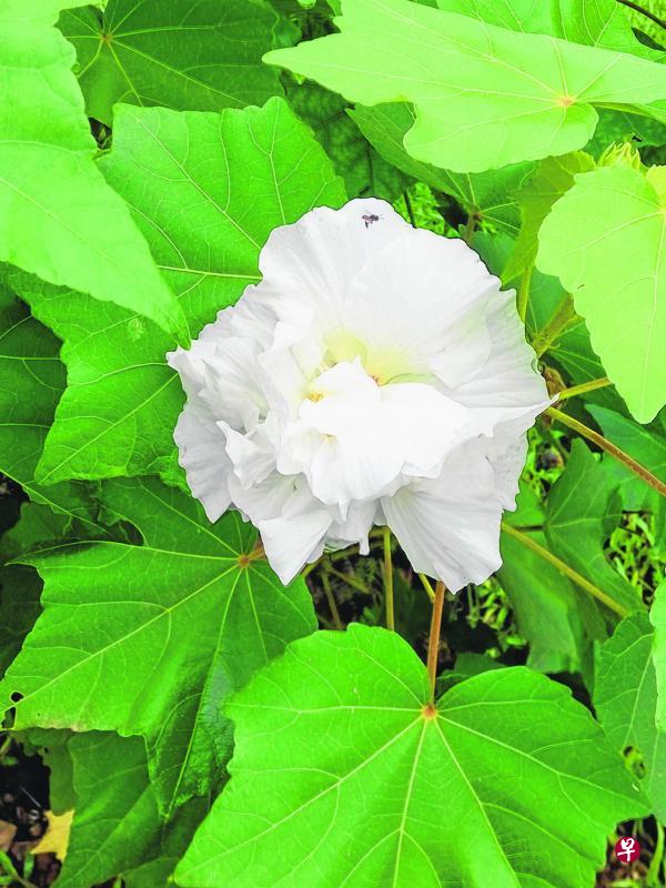 木芙蓉白得纯美。 木芙蓉白得纯美。