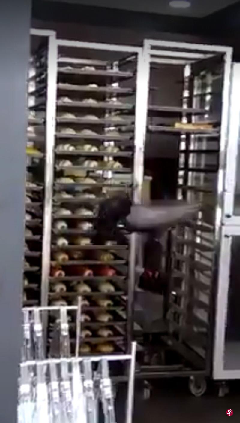 两只鸽子飞入面包店啄面粉团。(视频截图) 两只鸽子飞入面包店啄面粉团。(视频截图)