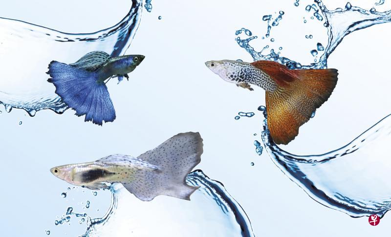 这个周末到homes65观赏色彩艳丽的孔雀鱼。 这个周末到homes65观赏色彩艳丽的孔雀鱼。