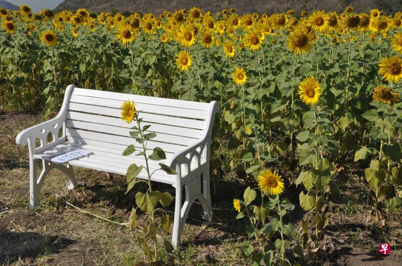 浪漫爱情电影的画面。(林典民) 浪漫爱情电影的画面。(林典民)