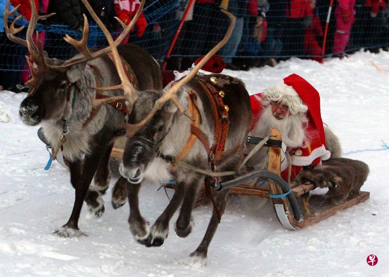 挪威高级法院以保护国土生态平衡为由,下令大量扑杀圣诞老人的伙伴、驯鹿鲁道夫。(路透社) 挪威高级法院以保护国土生态平衡为由,下令大量扑杀圣诞老人的伙伴、驯鹿鲁道夫。(路透社)
