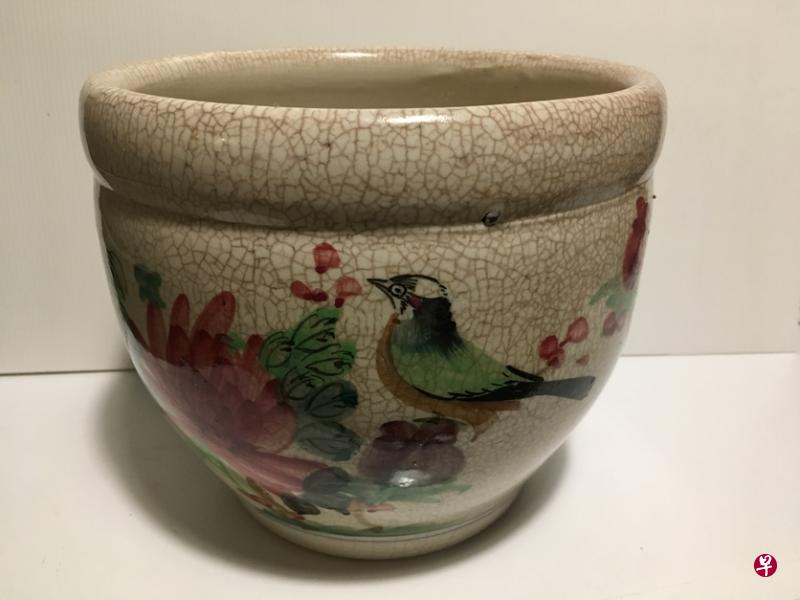 青鸟小水缸。 青鸟小水缸。