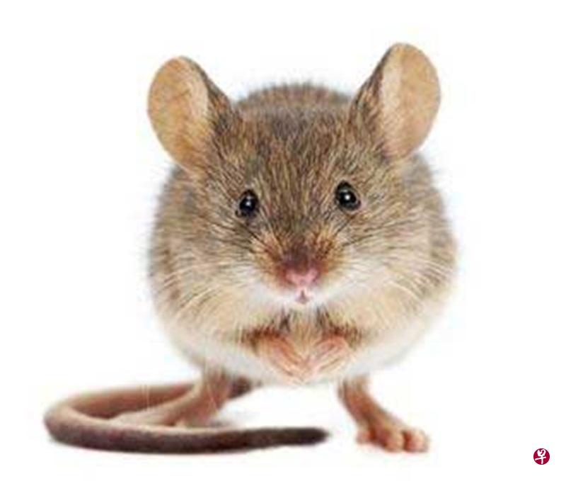 在本地常见的“鼠族”有哪些?该如何发现鼠踪?(图/ 受访者提供) 在本地常见的“鼠族”有哪些?该如何发现鼠踪?(图/ 受访者提供)