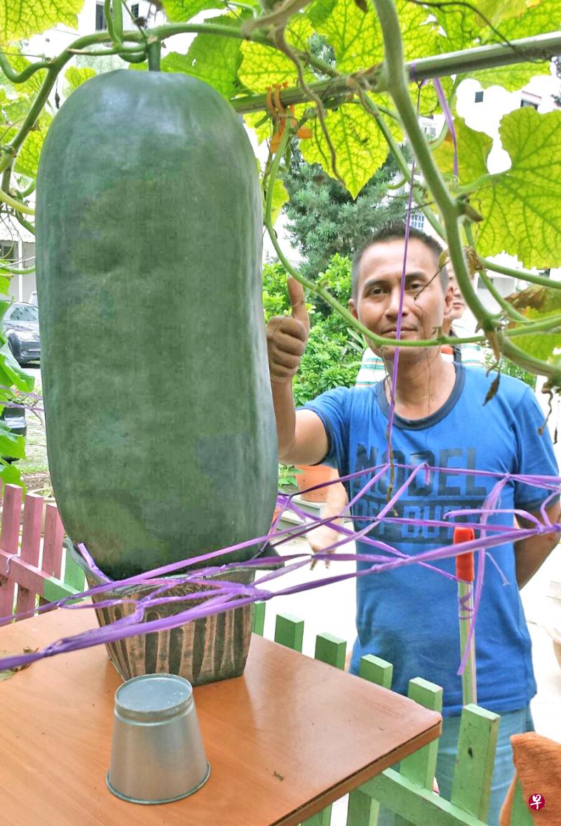 阿叔开辟小花园种出1米圆径大冬瓜| 联合早报