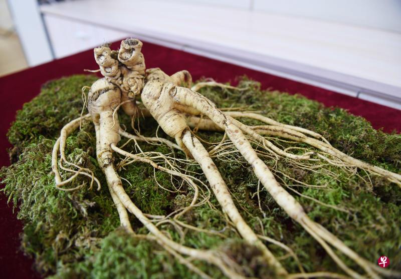 一棵珍稀鲜野山参昨天在吉林省长春市揭开神秘面纱。据介绍,这棵野山参是参农2017年8月底在小兴安岭地区采挖的,出土时净重600克,后被一家公司购得。专业机构已鉴定其为特等鲜野山参,业内评估其参龄在200年左右。(中新社) 一棵珍稀鲜野山参昨天在吉林省长春市揭开神秘面纱。据介绍,这棵野山参是参农2017年8月底在小兴安岭地区采挖的,出土时净重600克,后被一家公司购得。专业机构已鉴定其为特等鲜野山参,业内评估其参龄在200年左右。(中新社)