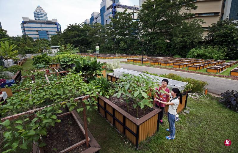 国家公园局扩大“租用园地计划”,为人们提供更多蔬果和花草种植空间。图为园艺园林2016年出租的首批花床,在园艺爱好者细心耕耘下,栽种出茂盛的蔬果花草。(档案照片) 国家公园局扩大“租用园地计划”,为人们提供更多蔬果和花草种植空间。图为园艺园林2016年出租的首批花床,在园艺爱好者细心耕耘下,栽种出茂盛的蔬果花草。(档案照片)
