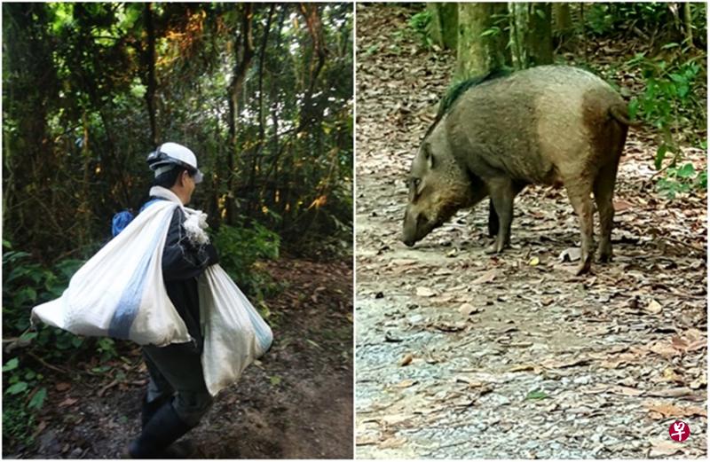 左图:每天近百人到射靶场路丛林内捡免费榴梿。(档案照)右图:有人进入丛林捡榴梿,遇到野猪袭击,受惊吓跌倒受伤。(档案照) 左图:每天近百人到射靶场路丛林内捡免费榴梿。(档案照)右图:有人进入丛林捡榴梿,遇到野猪袭击,受惊吓跌倒受伤。(档案照)