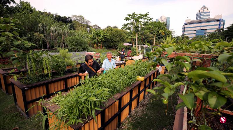 园艺园林2016年出租的首批花床,在园艺爱好者细心耕耘下,栽种出茂盛的蔬果花草。(档案照) 园艺园林2016年出租的首批花床,在园艺爱好者细心耕耘下,栽种出茂盛的蔬果花草。(档案照)