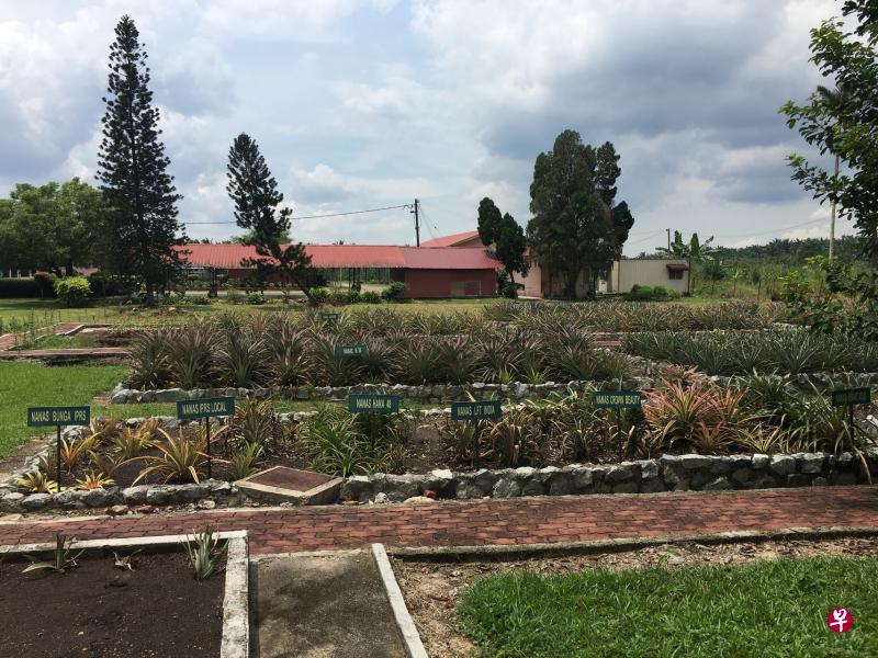 博物馆外的黄梨园种了不少黄梨。 博物馆外的黄梨园种了不少黄梨。