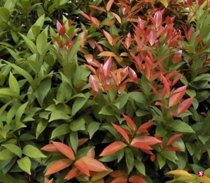 客工所采摘的树叶是俗称“富贵红”的钟花蒲桃,属于常绿灌木,是一种彩叶植物,主要分布于热带亚洲。(取自国家公园局网站) 客工所采摘的树叶是俗称“富贵红”的钟花蒲桃,属于常绿灌木,是一种彩叶植物,主要分布于热带亚洲。(取自国家公园局网站)