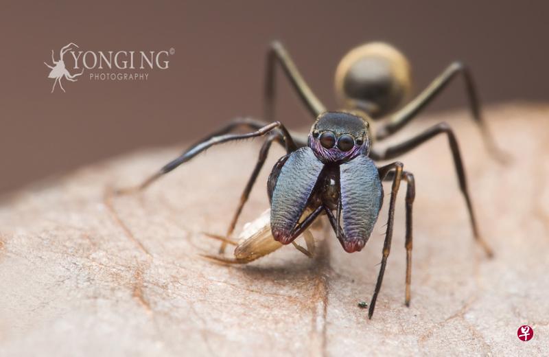 看起来像蚂蚁,却是有八只脚的蚂蚁蜘蛛。 看起来像蚂蚁,却是有八只脚的蚂蚁蜘蛛。