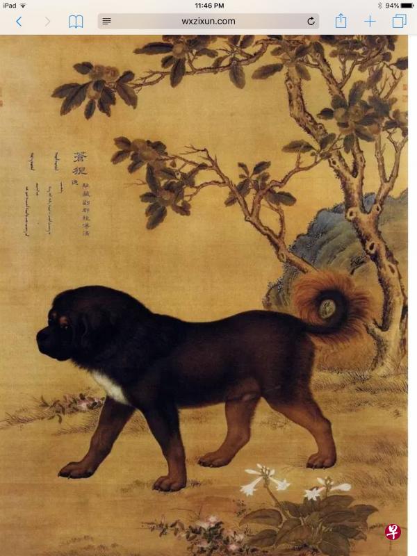 宫廷画家郎世宁奉命为乾隆爱犬精心绘制《十犬图》。苍猊是乾隆皇的至爱，它是一头藏獒，皇上赐封为狗状元。从形到神，画作的生动表现，少人能及。                                            （互联网）