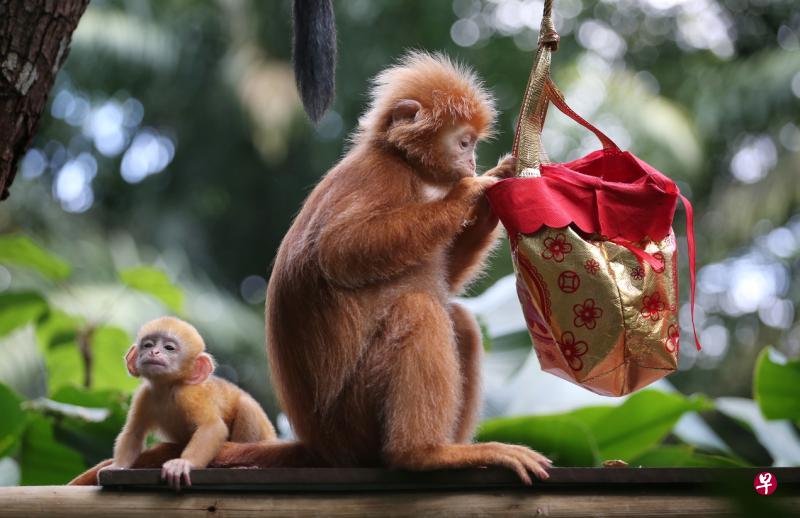 到动物园和三合生肖合照,或许会旺你一整年。(档案照) 到动物园和三合生肖合照,或许会旺你一整年。(档案照)