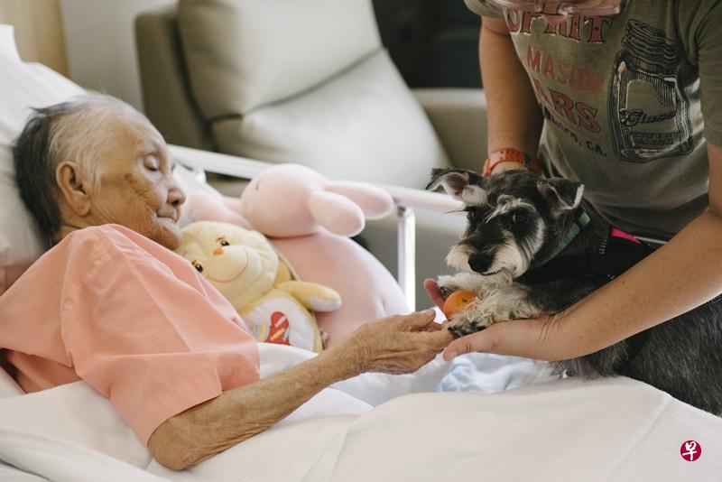 巴顿是一只听得懂福建话的治疗犬,为慈怀病院病人带来惊喜,他们很喜欢有它作伴。(《海峡时报星期刊》) 巴顿是一只听得懂福建话的治疗犬,为慈怀病院病人带来惊喜,他们很喜欢有它作伴。(《海峡时报星期刊》)