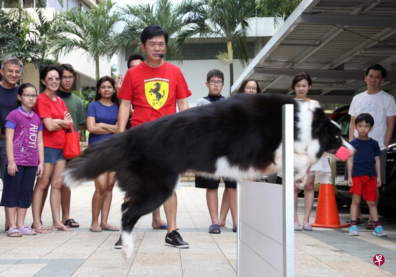 从音乐界转换跑道成为全职驯狗师的黄汉辉指出,驯狗虽然不是一门“赚大钱”的生意,但在经营这门生意的过程让他接触了许多成功名人,启发他向他们学习。他在工作之余,也利用驯狗专长到不同团体从事义务工作。(邝启聪摄) 从音乐界转换跑道成为全职驯狗师的黄汉辉指出,驯狗虽然不是一门“赚大钱”的生意,但在经营这门生意的过程让他接触了许多成功名人,启发他向他们学习。他在工作之余,也利用驯狗专长到不同团体从事义务工作。(邝启聪摄)