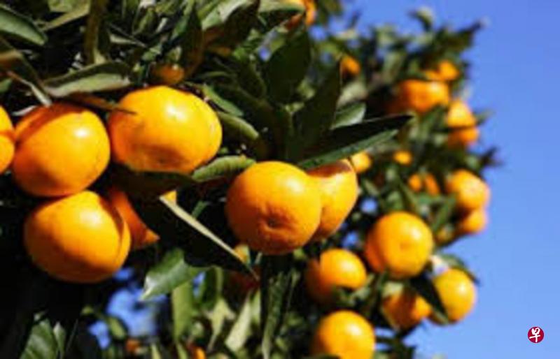 橘子在小说《橘子红了》里具象征意义。 橘子在小说《橘子红了》里具象征意义。