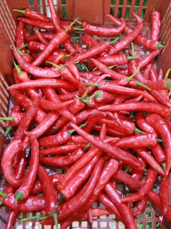 常吃辣会导致胃溃疡?(档案照) 常吃辣会导致胃溃疡?(档案照)