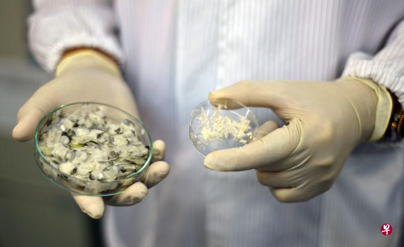 取自鱼鳞(左)的胶原蛋白(右)经过化学加工处理后,可溶于水,增加了胶原蛋白可被加入其他药物的可能性。(南洋理工大学提供) 取自鱼鳞(左)的胶原蛋白(右)经过化学加工处理后,可溶于水,增加了胶原蛋白可被加入其他药物的可能性。(南洋理工大学提供)