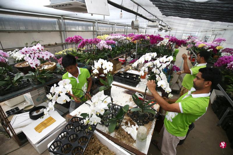 允龙花园设有四个温室培植胡姬花,但随着租约明年11月到期,负责人张允正必须在近期内决定是否竞标新地段还是结束营业。(陈斌勤摄) 允龙花园设有四个温室培植胡姬花,但随着租约明年11月到期,负责人张允正必须在近期内决定是否竞标新地段还是结束营业。(陈斌勤摄)