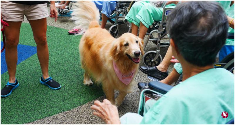 一只治疗犬会在志愿者指导下，与准备喂它零食的病人互动。（SOSD提供）