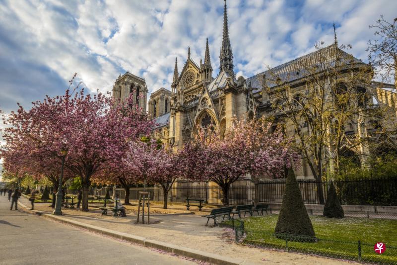 樱花盛开的巴黎圣母院。 樱花盛开的巴黎圣母院。