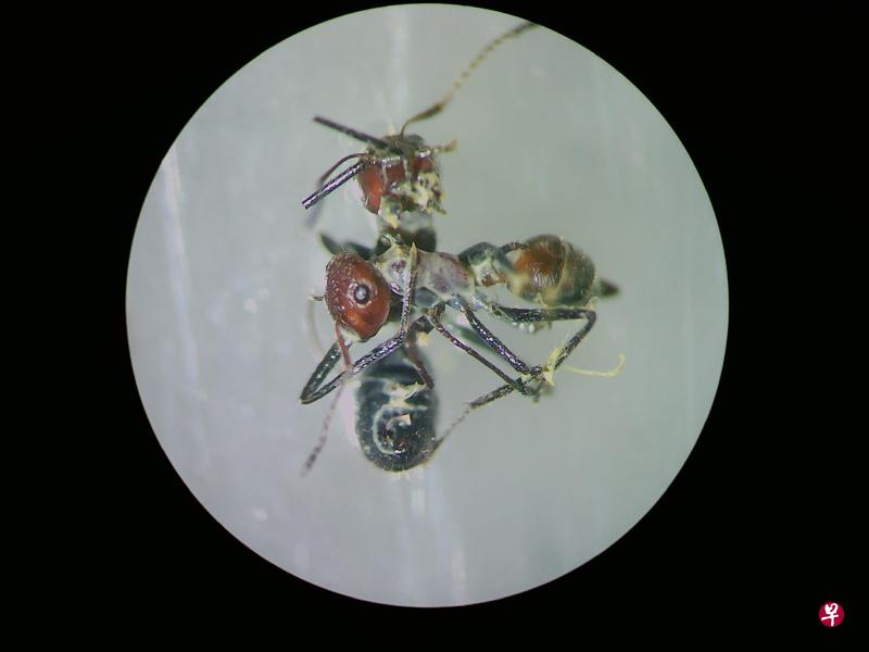 这种在文莱发现的新品种蚂蚁,会为了保护同类而自体“爆炸”杀死或阻挡敌人。(法新社) 这种在文莱发现的新品种蚂蚁,会为了保护同类而自体“爆炸”杀死或阻挡敌人。(法新社)