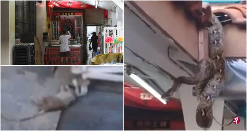 至少两米长的蟒蛇悬挂在大伯公神像上方,原本被咬住的老鼠最后掉落在公共走廊上。(取自面簿、林泽锐摄) 至少两米长的蟒蛇悬挂在大伯公神像上方,原本被咬住的老鼠最后掉落在公共走廊上。(取自面簿、林泽锐摄)