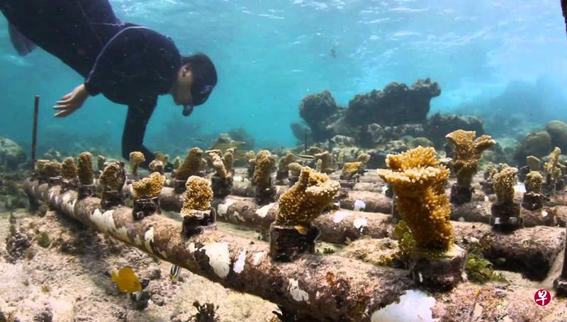 潜水员在水下收集珊瑚礁碎片,将它们移植到有利于珊瑚快速生长的水域。(互联网) 潜水员在水下收集珊瑚礁碎片,将它们移植到有利于珊瑚快速生长的水域。(互联网)