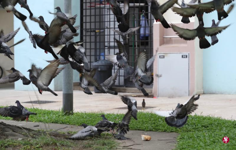 野生动物立法检讨委员会认为,管制喂食和放生野生动物行为不应只限于国家公园或自然保护区内,因此建议在全国都禁止喂食野生动物。(档案照片) 野生动物立法检讨委员会认为,管制喂食和放生野生动物行为不应只限于国家公园或自然保护区内,因此建议在全国都禁止喂食野生动物。(档案照片)