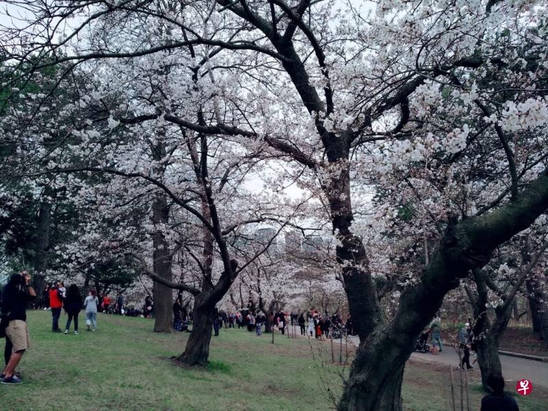 多伦多的春天,樱花盛开。 多伦多的春天,樱花盛开。