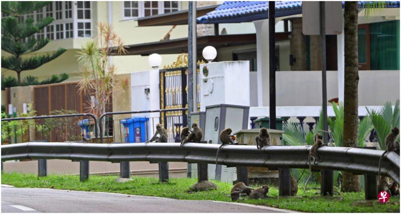 伦多丛林砍伐后,猴群跑到附近汤申路上段的私宅,在路边围栏排排坐。(何炳耀摄) 伦多丛林砍伐后,猴群跑到附近汤申路上段的私宅,在路边围栏排排坐。(何炳耀摄)