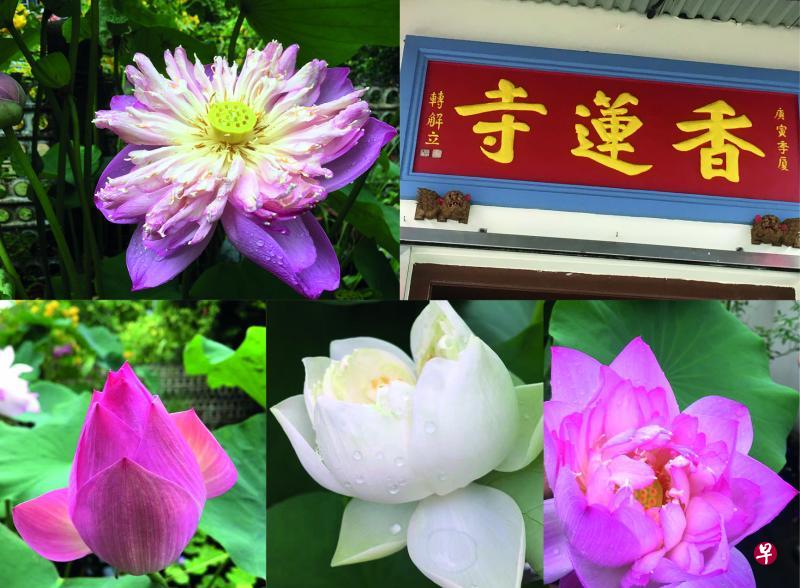 6月荷色出水来,袅袅天香微风动,在朴实无华的香莲寺,仿佛一城的红尘都安静了。(作者提供) 6月荷色出水来,袅袅天香微风动,在朴实无华的香莲寺,仿佛一城的红尘都安静了。(作者提供)