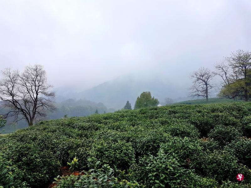 龙井茶园。(陈宗耀/摄) 龙井茶园。(陈宗耀/摄)