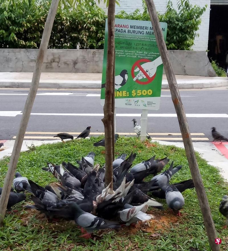 喂食鸽子可能导致鸽子大量繁殖,引发卫生隐忧。(档案照片) 喂食鸽子可能导致鸽子大量繁殖,引发卫生隐忧。(档案照片)