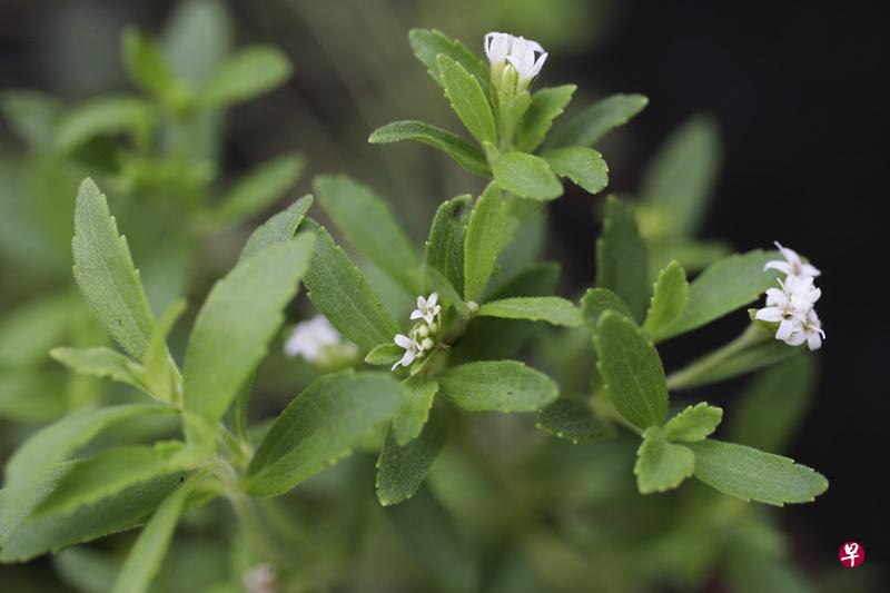 甜菊叶代糖是从植物甜菊的叶子萃取的甜味剂。(档案照) 甜菊叶代糖是从植物甜菊的叶子萃取的甜味剂。(档案照)
