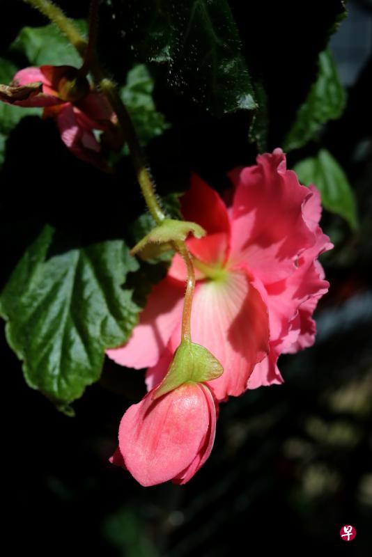 海棠花雌雄同株,花蕊下方三片翅膀状突起的即是雌蕊,为了让花长得大,必须摘去雌蕊。 海棠花雌雄同株,花蕊下方三片翅膀状突起的即是雌蕊,为了让花长得大,必须摘去雌蕊。