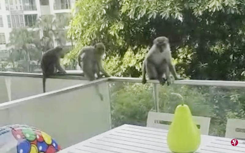 野猴误以为梨形桌灯是食物,张口就咬。(受访者提供) 野猴误以为梨形桌灯是食物,张口就咬。(受访者提供)