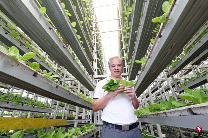 天鲜农场主要种植菜心、奶白、芥兰等叶菜。农场总裁黄顺和说,如果研究证明通过基因编辑培育的蔬菜可安全食用,他愿意种植。(陈来福摄) 天鲜农场主要种植菜心、奶白、芥兰等叶菜。农场总裁黄顺和说,如果研究证明通过基因编辑培育的蔬菜可安全食用,他愿意种植。(陈来福摄)
