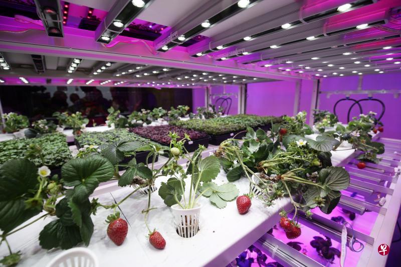 垂直农业者Sustenir Agriculture成功大规模培植出本土草莓,昨天在市场上推出。(陈渊庄摄) 垂直农业者Sustenir Agriculture成功大规模培植出本土草莓,昨天在市场上推出。(陈渊庄摄)